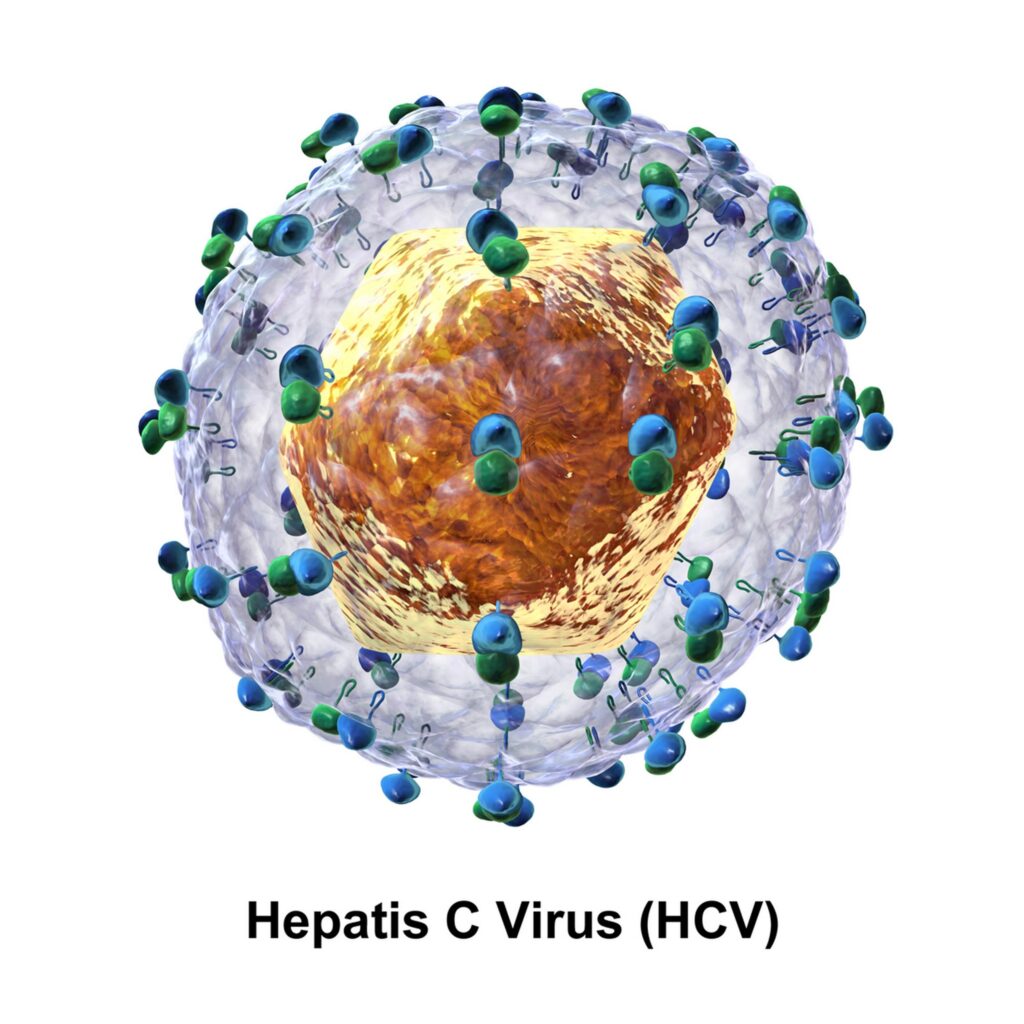 Rysunek Wirusa Hepatis C