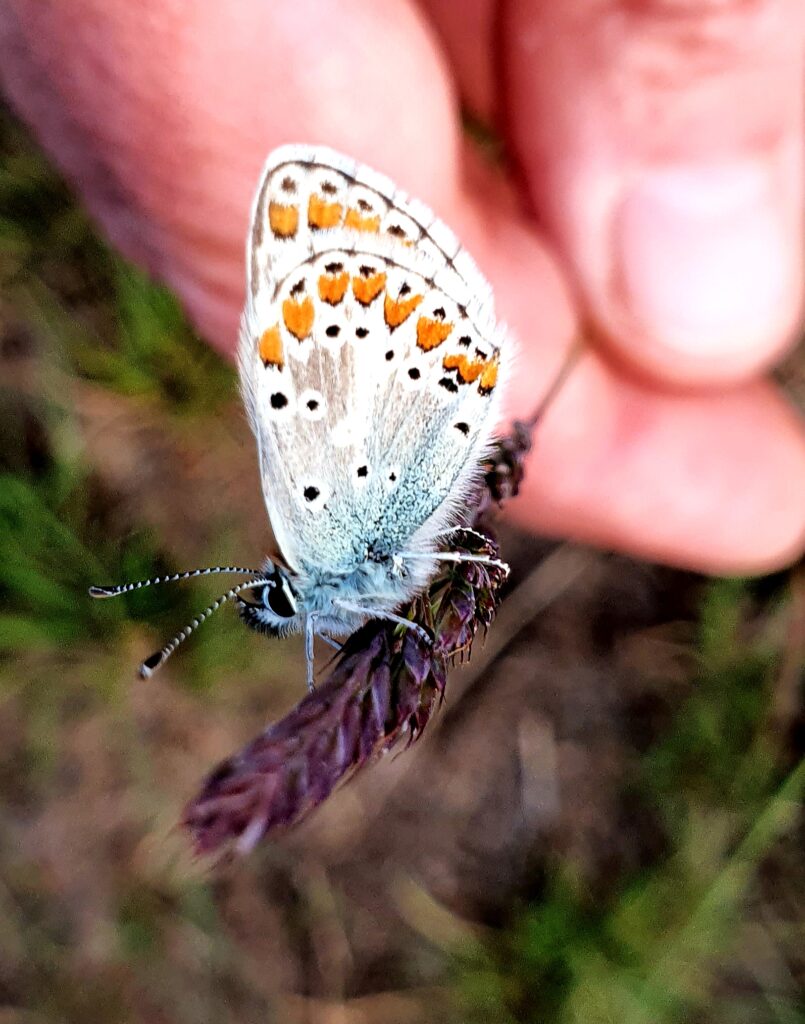 Motyl na dłoni (Fot. Małgorzata Kaczmarek)