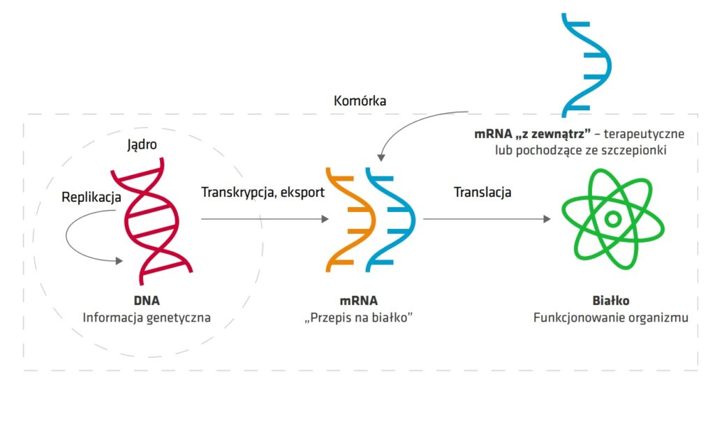 Rys. 2. Powstawanie białka na podstawie mRNA dostarczanego w szczepionce (6)