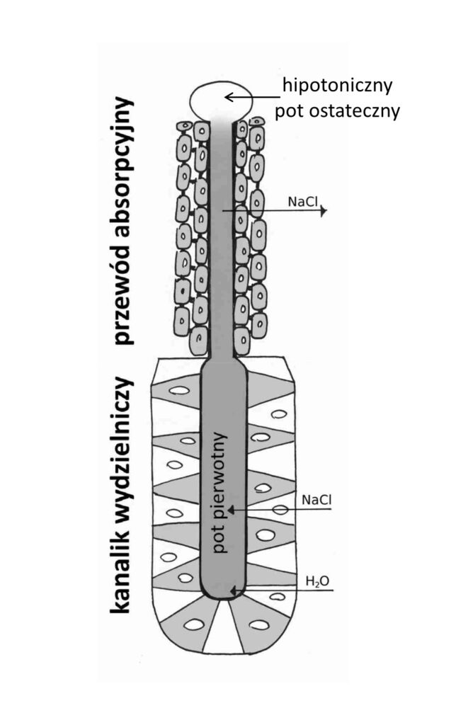 Schemat pojedynczego gruczołu potowego. Kanalik wydzielniczy składający się z równej liczby komórek ciemnych i jasnych przechodzi w przewód absorpcyjny składający się z dwóch koncentrycznych warstw komórek. NaCl wraz z wodą jest wydzielany do wnętrza gruczołu, tworząc izotoniczny pot pierwotny, a następnie NaCl jest zwrotnie wchłaniany (bez wody), tworząc hipotoniczny pot ostateczny wydzielany na powierzchnię skóry.